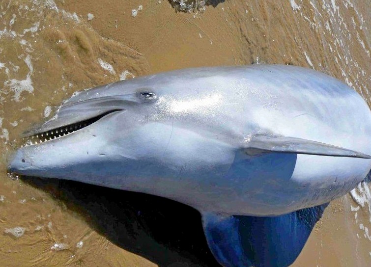 In due mesi ecatombe di delfini e foche sulle coste americane
