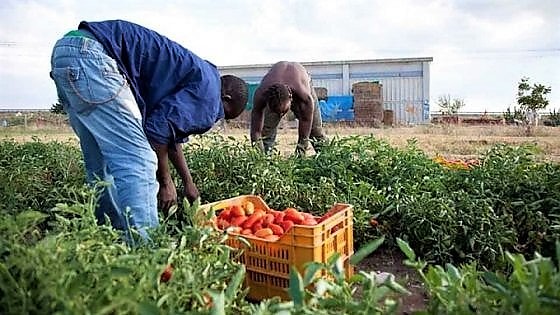 capolaratomigrantilavoronero