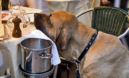 Cani ammessi a ristorante, ma se "pagano" il coperto