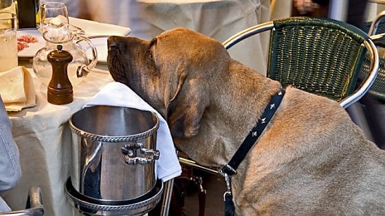 Cani ammessi a ristorante, ma se “pagano” il coperto