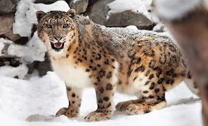 Dal Tibet alla Francia, l'arrivo del leopardo delle nevi