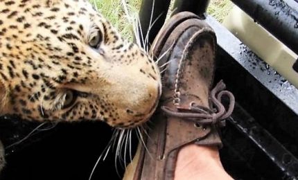 India, leopardo semina il panico tra la folla e attacca: 4 feriti