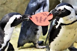 pinguini_san_valentino-1024x680