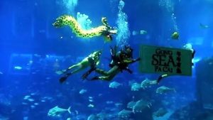 La manta si fa nutrire dal sub, tenero spettacolo a Singapore