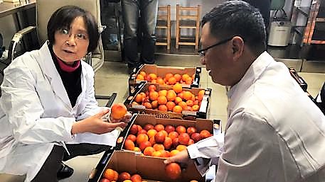 Alibaba porta le arance rosse di Sicilia in Cina