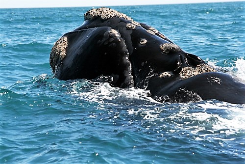 Almeno 87 feriti in collisione fra aliscafo e balena