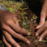 Etiopia-piantumazione-585x390