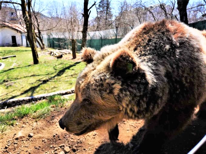 E’ morta Yoga, l’orsa più famosa d’Abruzzo