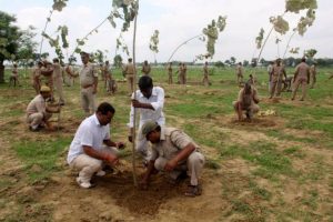 alberi_india-696x464