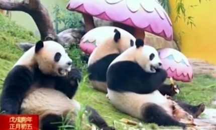 70 anni di Cina, si festeggia con i piccoli panda del 2019