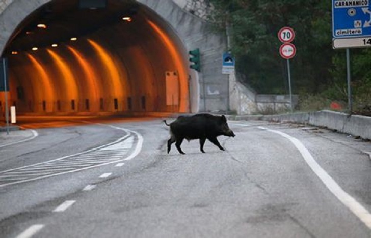 Ucciso da cinghiale, condannata la Regione siciliana