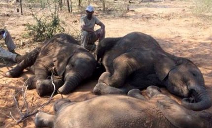 Sei elefanti muoiono cercando di salvarsi l'un l'altro