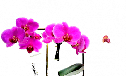 L'orchidea, il nuovo elisir di lunga vita per la pelle