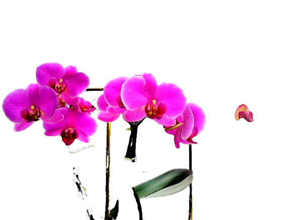 L’orchidea, il nuovo elisir di lunga vita per la pelle