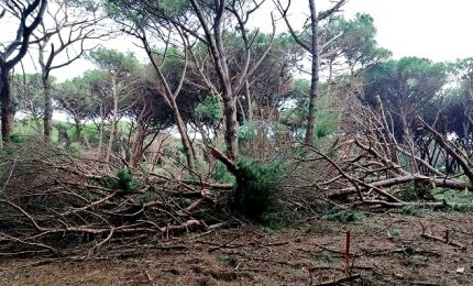 Tromba d'aria nella Duna della Feniglia: distrutti 1000 pini