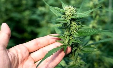 E' legale coltivare la cannabis in casa