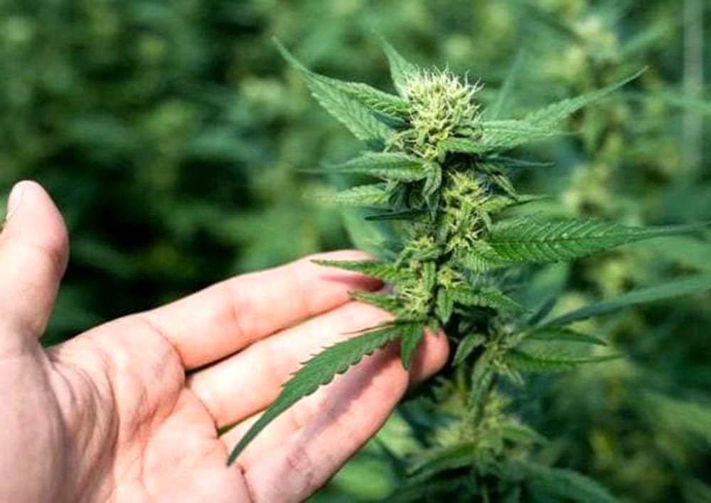 E’ legale coltivare la cannabis in casa