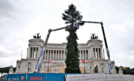 A Roma è tornato Spelacchio, albero di Natale 2019 a costo zero