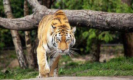 Il "viaggio più lungo" di una tigre in cerca di cibo e amore