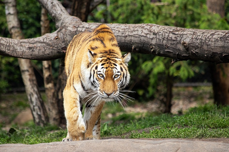 Il “viaggio più lungo” di una tigre in cerca di cibo e amore