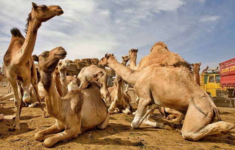 Dieci mila cammelli veranno abbattuti, attaccano aborigeni