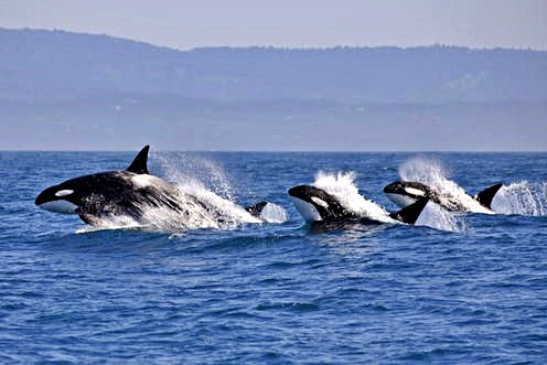 Avvistate orche all’Isola D’Elba, nuotano a largo di Portoferraio