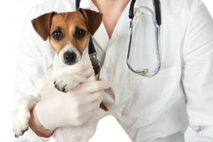 cane-medico-removebg-preview-1