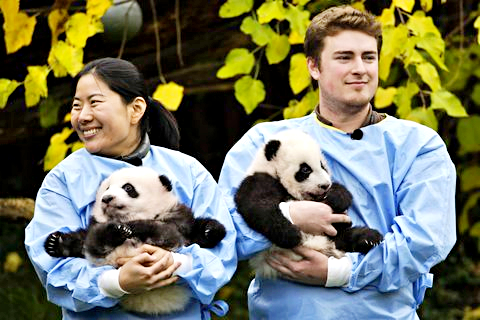 La prima uscita dei panda gemelli Bao Do e Bao Mei