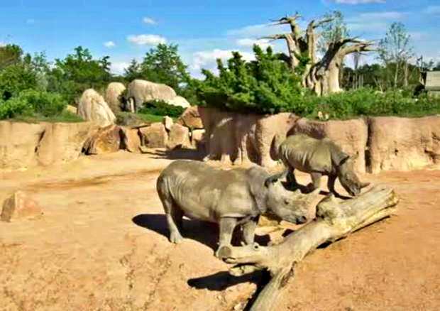 zoom-torino-in-famiglia-rinoceronti