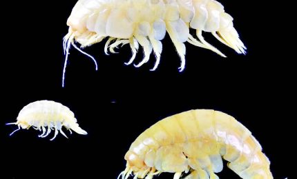 "Plasticus", una nuova specie marina già contaminata dai rifiuti