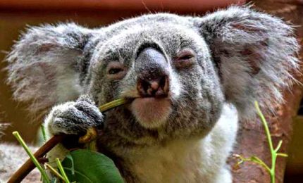 Australia, ritorno alla libertà per i koala salvati dagli incendi