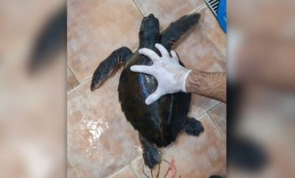 Tartaruga soccorsa dopo avere ingerito un palloncino: video choc