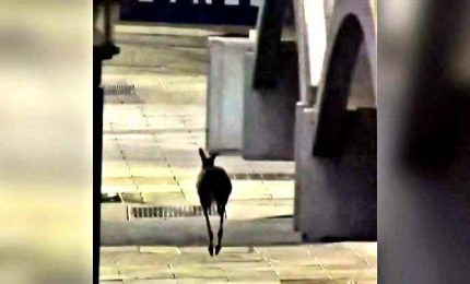 Hop! Hop! Un canguro passeggia ad Adelaide, deserta causa Covid19