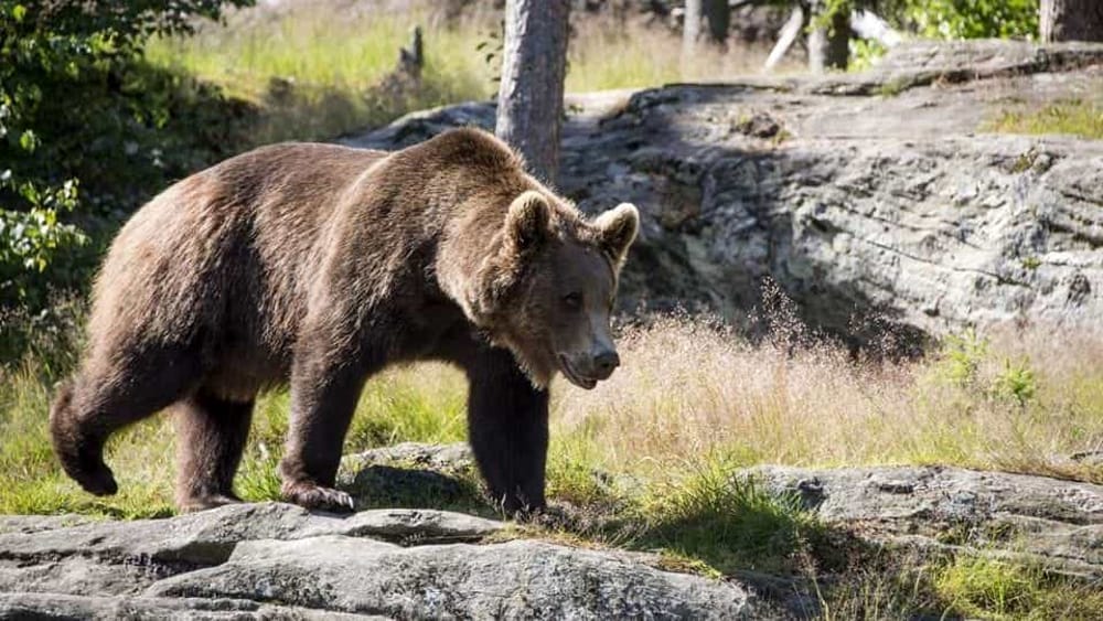 Catturato in Trentino l’orso “Papillon”: ‘Era ancora pericoloso’