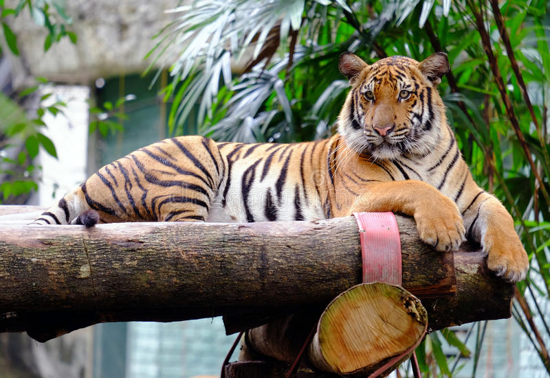 New York, anche una tigre positiva al coronavirus