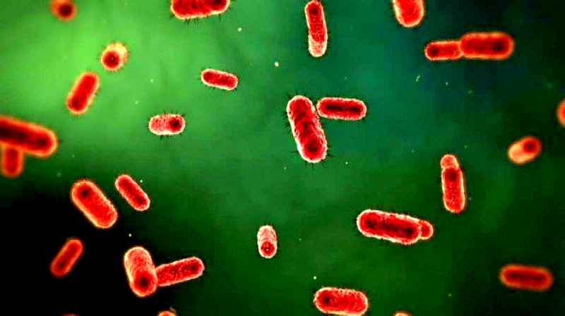 “Fingerprint batterico”, quando i batteri sono solo nostri