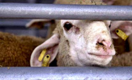 Il video choc sul trasporto degli agnelli vivi per il Ramadan