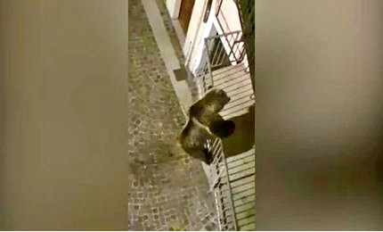 Orso si arrampica al secondo piano di una palazzina
