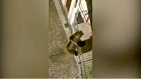 Orso si arrampica al secondo piano di una palazzina