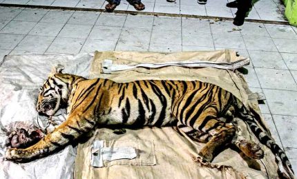 Un'altra tigre di Sumatra morta in una piantagione di cellulosa