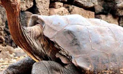 La tartaruga gigante Diego torna a casa alle Galapagos da eroe