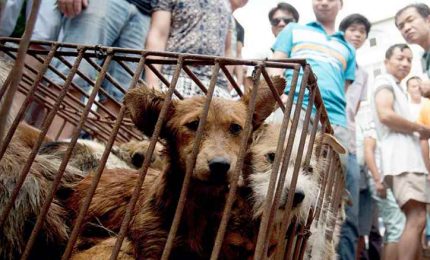 In Cina il Covid-19 non ferma il consumo di carne di cane