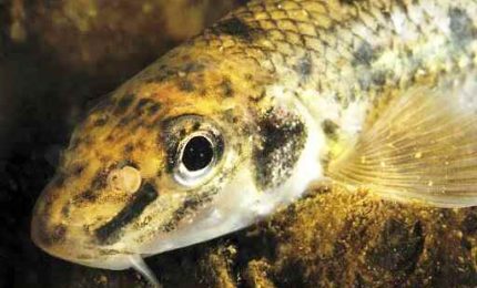 Nuova specie ittica in Alto Adige, trovati due gobioni