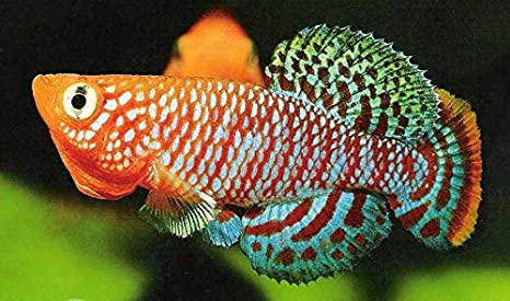 Studio del killifish fa luce su invecchiamento cerebrale