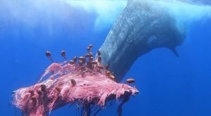 capodoglio_eolie_salvataggio_ultime_notizie_oggi_20_luglio_2020_sparito