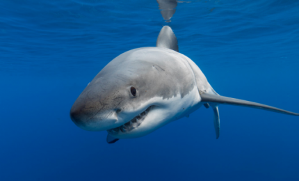 Australia, un uomo ucciso da uno squalo a Fraser Island