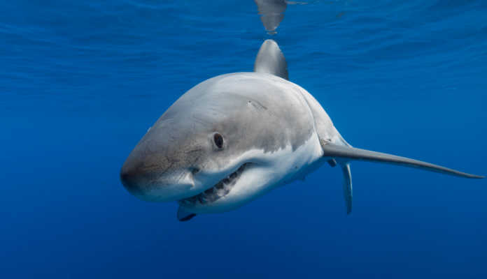 Australia, un uomo ucciso da uno squalo a Fraser Island