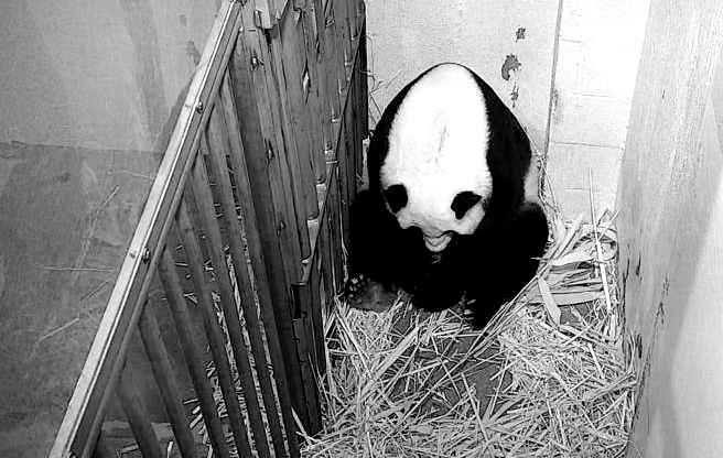Festa allo zoo di Washington è nato un cucciolo di panda gigante