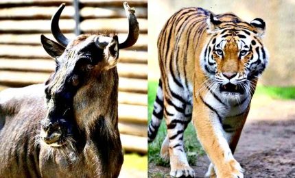 Nuovi esemplari di gnu e tigri dell'Amur al Parco le Cornelle