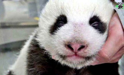 A Taipei il baby panda apre gli occhi per la prima volta